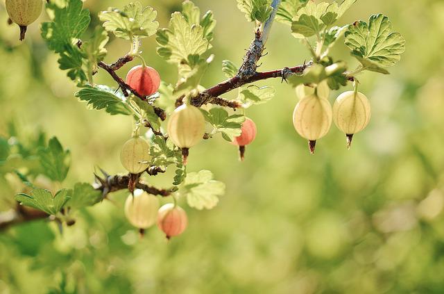 healthy gooseberry image